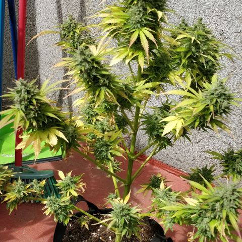 Quick1 grande growlog timeline photo