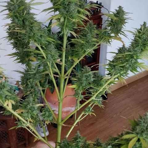 Quick1 grande growlog timeline photo