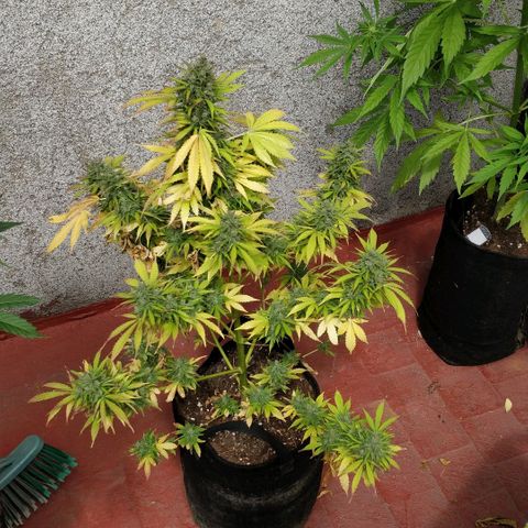 Quick1 grande growlog timeline photo