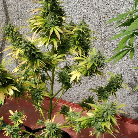 Quick1 grande growlog timeline photo