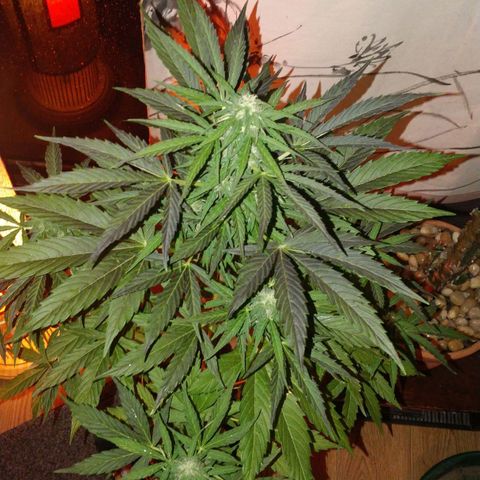 Blackberry gum 11 semanas growlog timeline photo