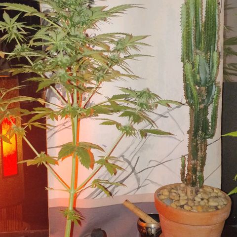 Blackberry gum 11 semanas growlog timeline photo