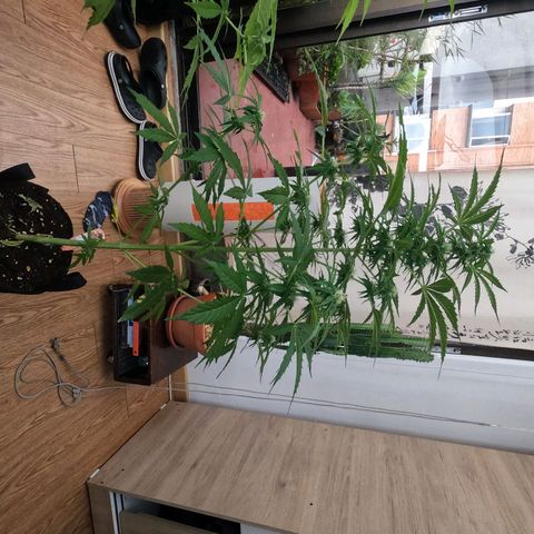 Blackberry gum 11 semanas growlog timeline photo