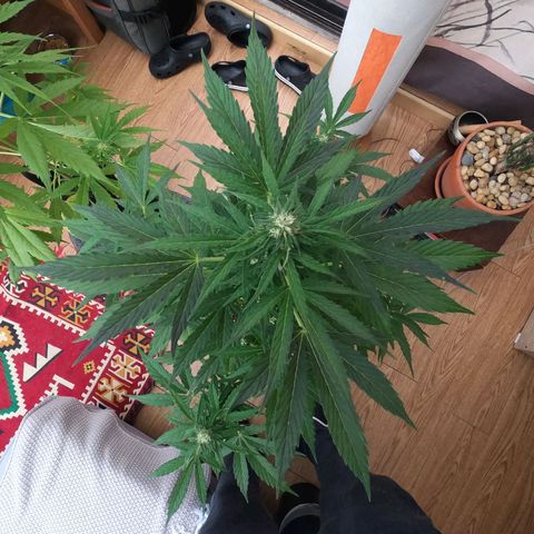 Blackberry gum 11 semanas growlog timeline photo
