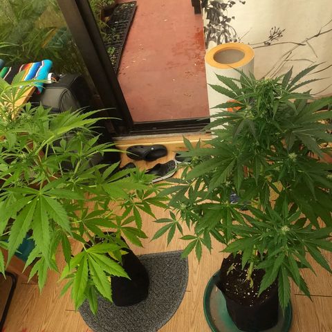 Blackberry gum 11 semanas growlog timeline photo