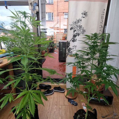 Blackberry gum 11 semanas growlog timeline photo