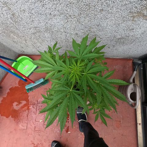 Northern lights 11 semanas growlog timeline photo