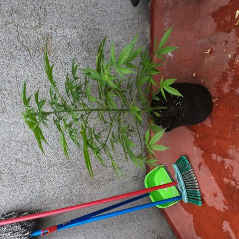 Northern lights 11 semanas growlog timeline photo