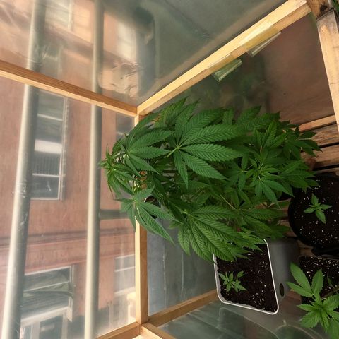 Royal Moby tiempo de floración 10 semanas growlog timeline photo