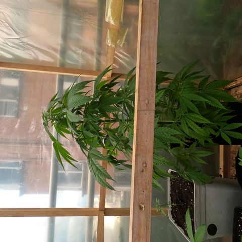 Royal Moby tiempo de floración 10 semanas growlog timeline photo