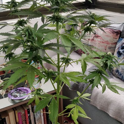 Blackberry gum 11 semanas growlog timeline photo