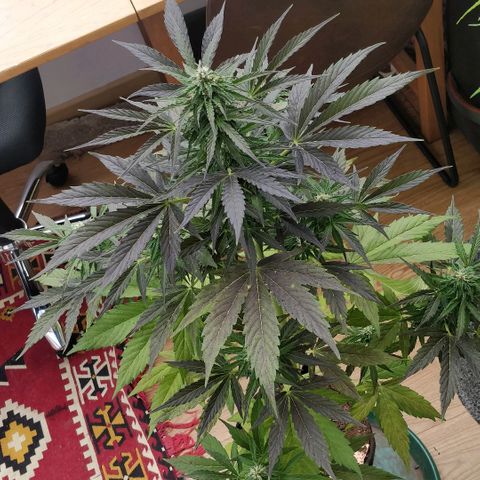Blackberry gum 11 semanas growlog timeline photo