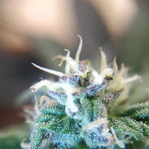 Blackberry gum 11 semanas growlog timeline photo