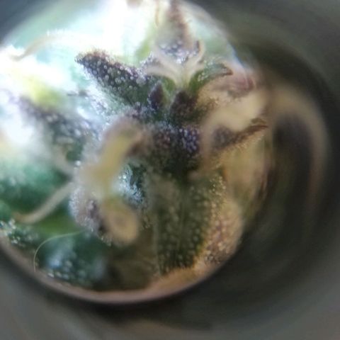Blackberry gum 11 semanas growlog timeline photo