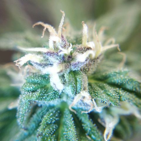 Blackberry gum 11 semanas growlog timeline photo