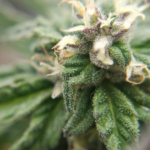Blackberry gum 11 semanas growlog timeline photo