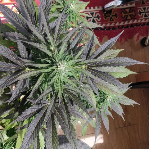 Blackberry gum 11 semanas growlog timeline photo