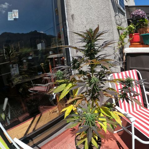 Blackberry gum 11 semanas growlog timeline photo