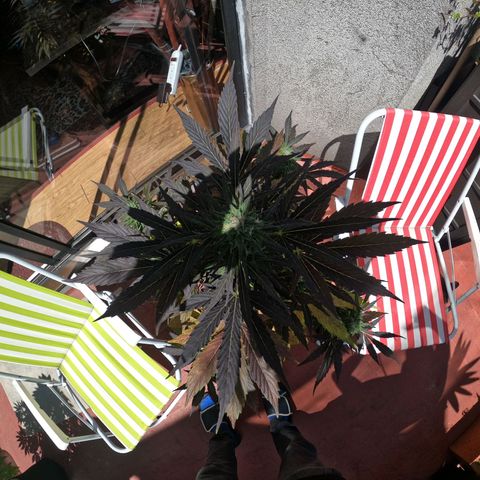 Blackberry gum 11 semanas growlog timeline photo