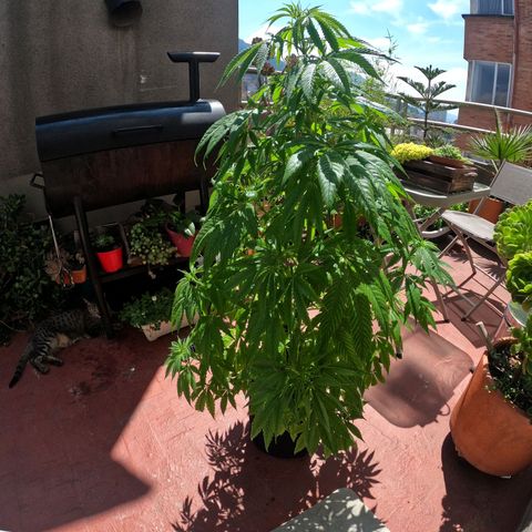 Royal Moby tiempo de floración 10 semanas growlog timeline photo