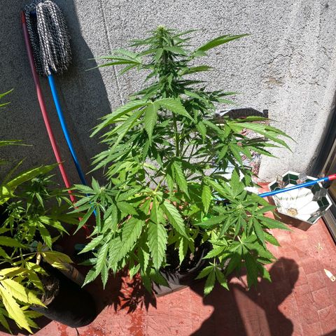 Northern lights 11 semanas growlog timeline photo