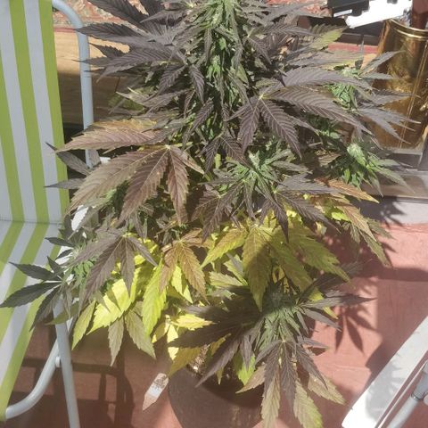 Blackberry gum 11 semanas growlog timeline photo