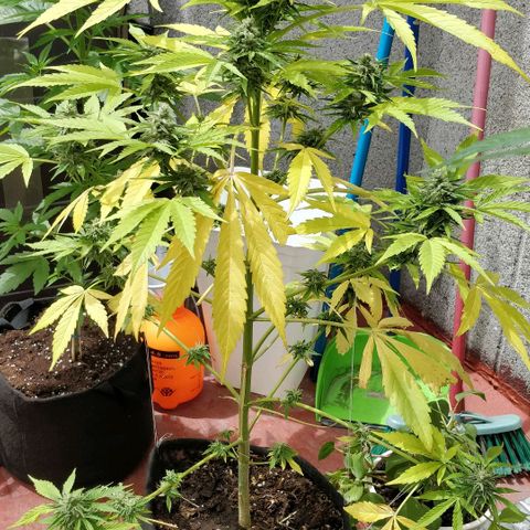 Northern lights 11 semanas growlog timeline photo