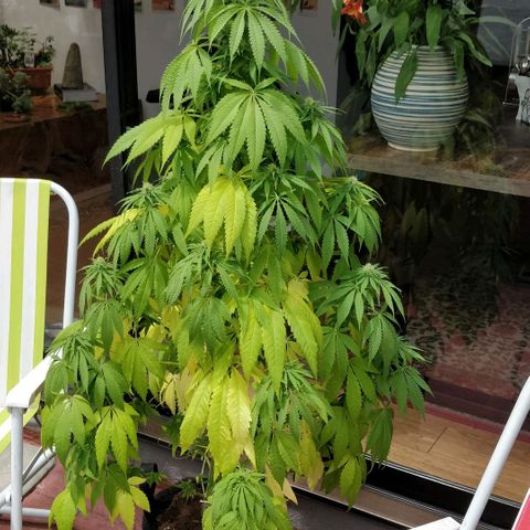 Royal Moby tiempo de floración 10 semanas growlog timeline photo