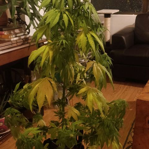 Royal Moby tiempo de floración 10 semanas growlog timeline photo