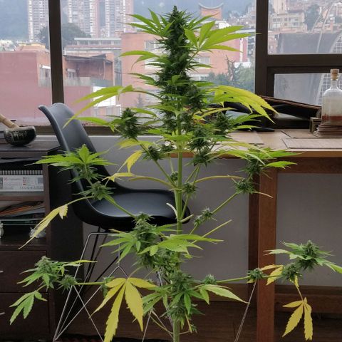 Northern lights 11 semanas growlog timeline photo