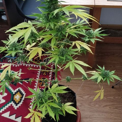 Northern lights 11 semanas growlog timeline photo