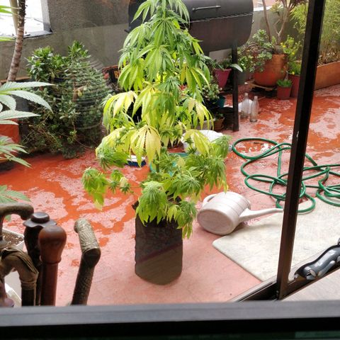 Royal Moby tiempo de floración 10 semanas growlog timeline photo