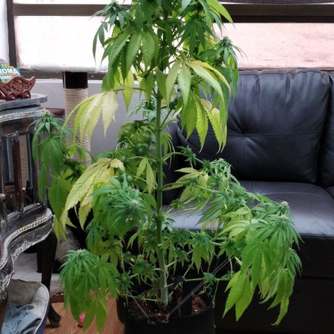 Royal Moby tiempo de floración 10 semanas growlog timeline photo
