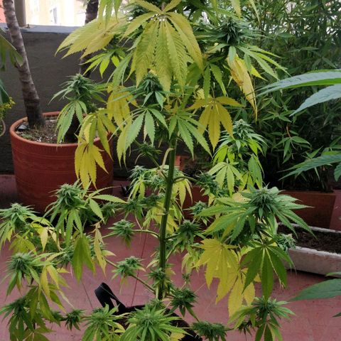Royal Moby tiempo de floración 10 semanas growlog timeline photo