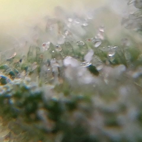 Northern lights 11 semanas growlog timeline photo