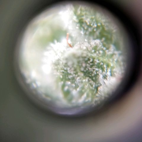 Northern lights 11 semanas growlog timeline photo