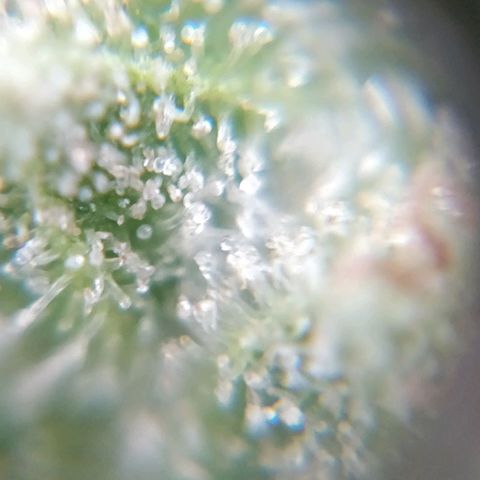 Northern lights 11 semanas growlog timeline photo