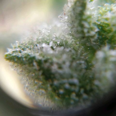Northern lights 11 semanas growlog timeline photo
