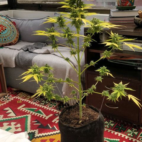 Northern lights 11 semanas growlog timeline photo
