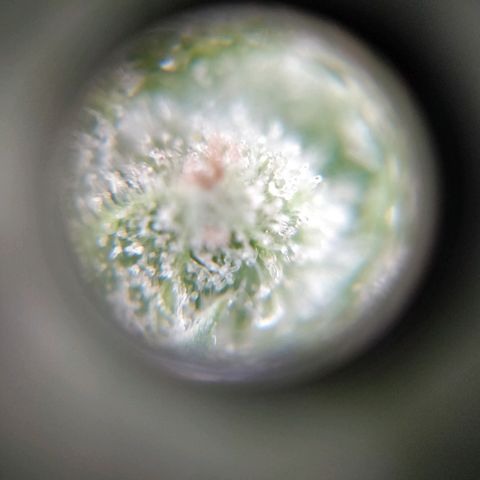Northern lights 11 semanas growlog timeline photo