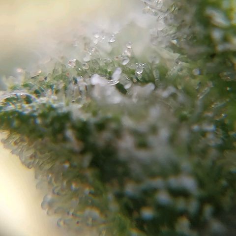 Northern lights 11 semanas growlog timeline photo