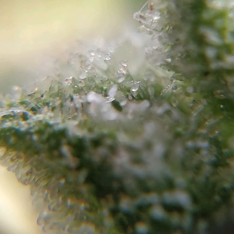 Northern lights 11 semanas growlog timeline photo