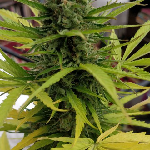 Northern lights 11 semanas growlog timeline photo