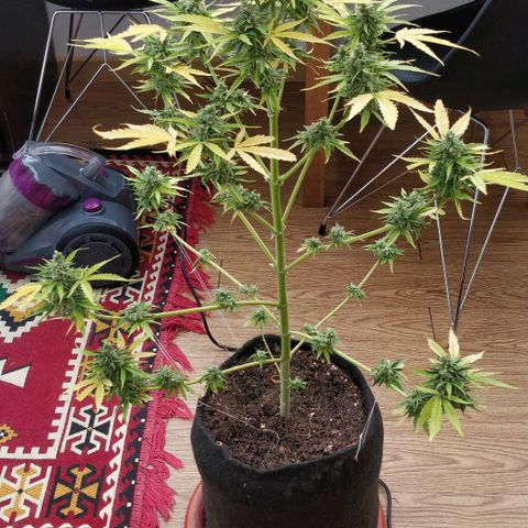 Northern lights 11 semanas growlog timeline photo