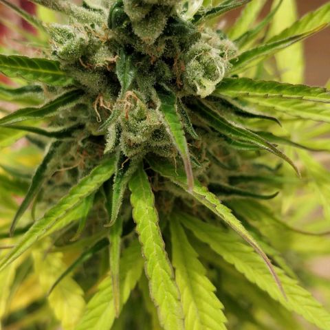 Northern lights 11 semanas growlog timeline photo