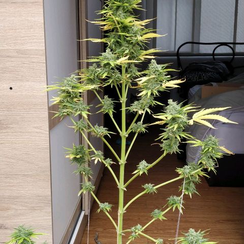 Northern lights 11 semanas growlog timeline photo