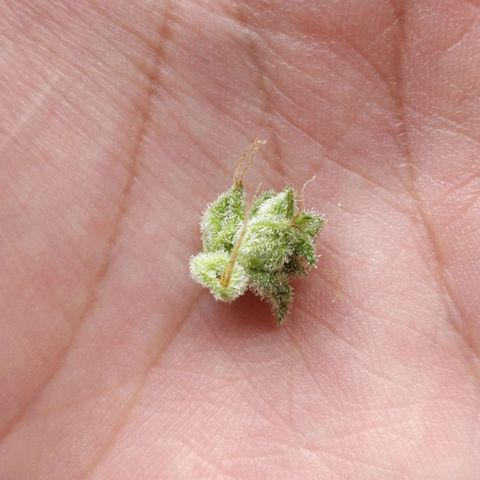 Northern lights 11 semanas growlog timeline photo