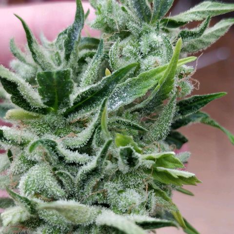 Northern lights 11 semanas growlog timeline photo