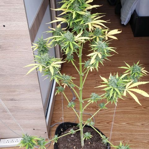 Northern lights 11 semanas growlog timeline photo