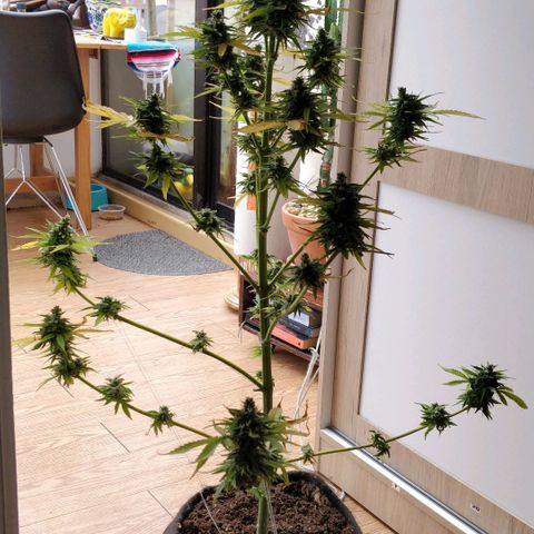 Northern lights 11 semanas growlog timeline photo
